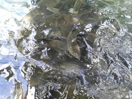 Eko Pelancongan Kg Melangkap Tiong